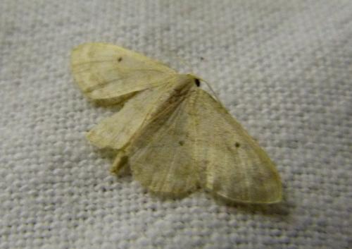Réf. 284 977 : Idaea biselata